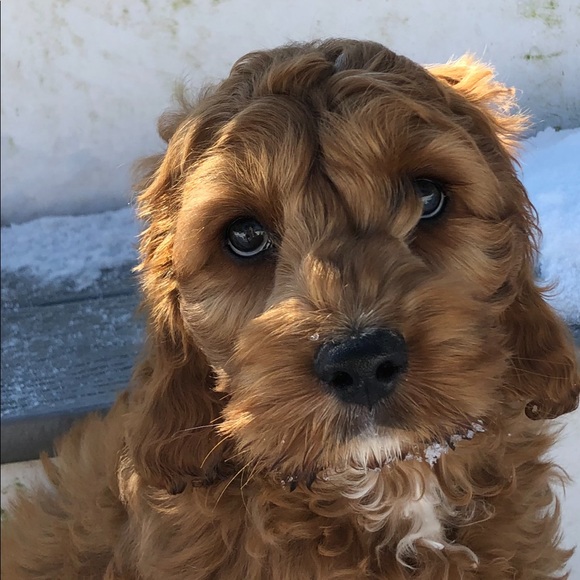 Meet your Posher, Dana - Picture 1 of 1